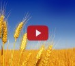 İslam’da Erkeğe İki Bayana Bir Hisse Verilmesinin Hikmeti Nedir?