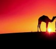 Sahâbîleri Efendimiz’e Böylesine Derin Bir Sevgiyle Bağlayan Neydi?