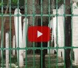 İstanbul'da Pasaportla Girilen Müslüman Mezarlığı