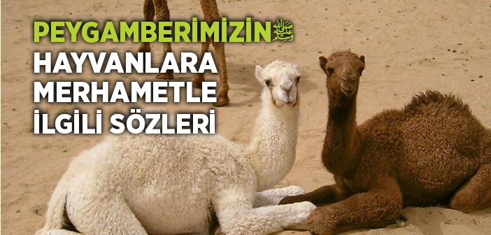 Peygamberimizin Hayvanlara Merhametle İlgili Sözleri