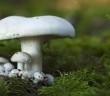 Mantar Zehirlenmesinin Belirtileri
