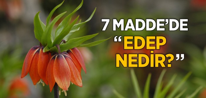 Edep Nedir?