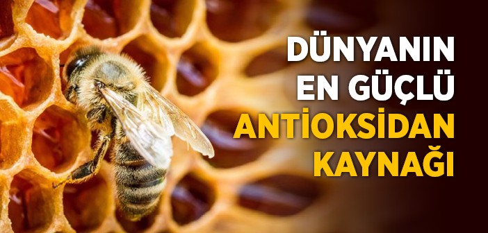 Propolis Nedir? Prpolisin Faydaları Nelerdir?