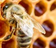 Propolis Nedir? Prpolisin Faydaları Nelerdir?