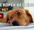 Evde Köpek Beslemek Câiz mi?