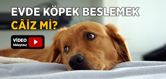 Evde Köpek Beslemek Câiz mi?