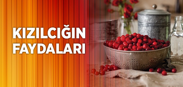 Kızılcığın Faydalarını Biliyor Musunuz?