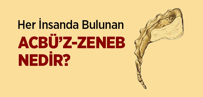 acbüzzenebnedir