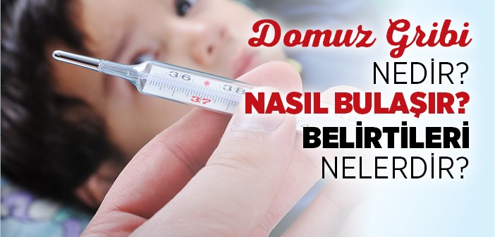 Domuz Gribi Nedir? Nasıl Bulaşır? Belirtileri Nelerdir?