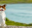 Köpekler Kelimeleri Ayırt Edebiliyor