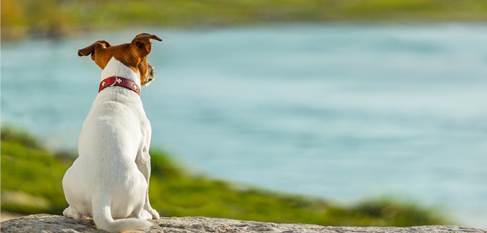 Köpekler Kelimeleri Ayırt Edebiliyor