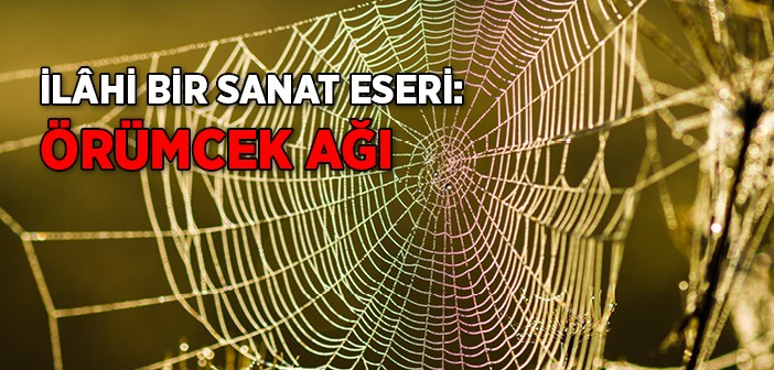 Muhteşem İlâhi Sanat: Örümcek Ağı