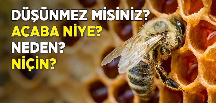 Düşünmez Misiniz?