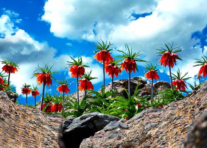 TUNCELİ