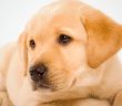 Köpeklere Merhamet Allah'a Ulaşmaya Vesile