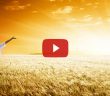 Mutluluğun Sırrı Nedir?