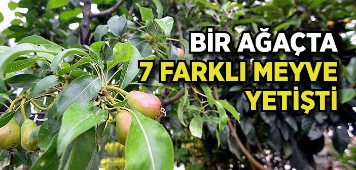 Aynı Ağaçta 7 Farklı Meyve Üretti