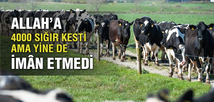 Nemrud Mucizeyi Gördü 4 Bin Sığır Kesti