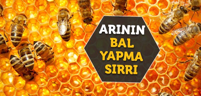 Baldaki İlahi Sır