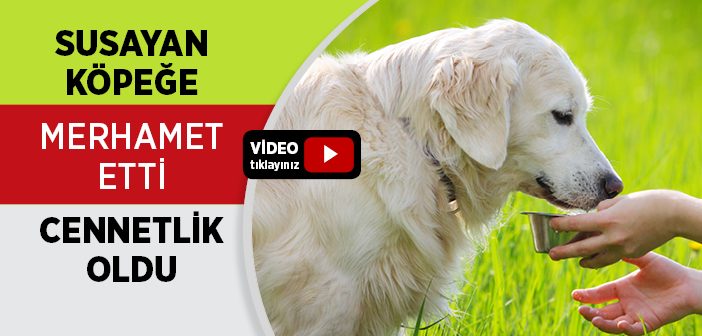 Köpeğe Merhamet Eden Kadın Cennetlik Oldu