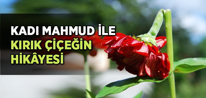 Kadı Mahmud İle Kırık Çiçeğin Hikayesi