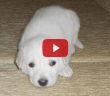 Evde Köpek Beslemek Caiz midir?