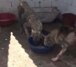 Sahipsiz Kalan Barınakta Hayvanlar Birbirini Yiyor