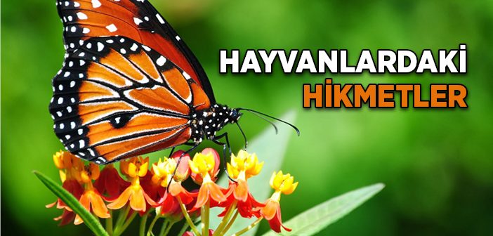 Hayvanlardaki Hikmetler