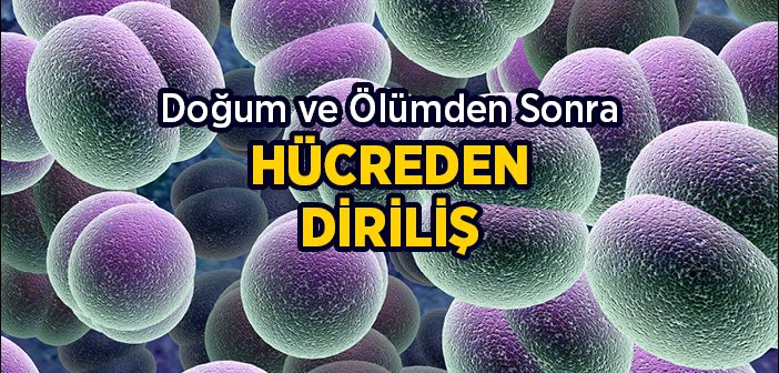 Bir Hücreden Büyük Dirilişe