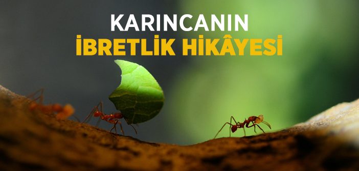 Karıncanın İbretlik Hikâyesi