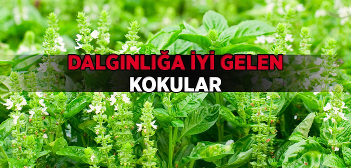 Dalgınlığa İyi Gelen Kokular