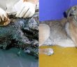Yavru Köpeği Ölümden Kurtardılar