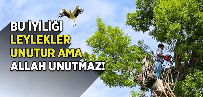 Yuvasına Giremeyen Leylekler İçin Seferber Oldular