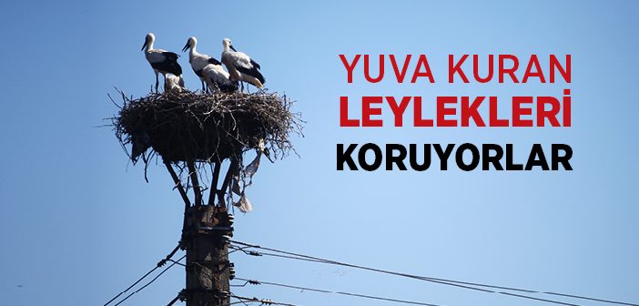 Leylek Yuvaları 'kuşkonmaz'la Güvende!