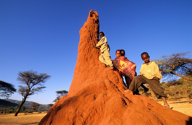 C1MF45 Ethiopia, Yabelo, children of the Borena tribe on a termite mound