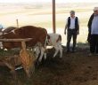 Hayvanları Serinleten Hizmet