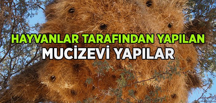 Hayvanlar Tarafından Yapılan Muhteşem Yapılar