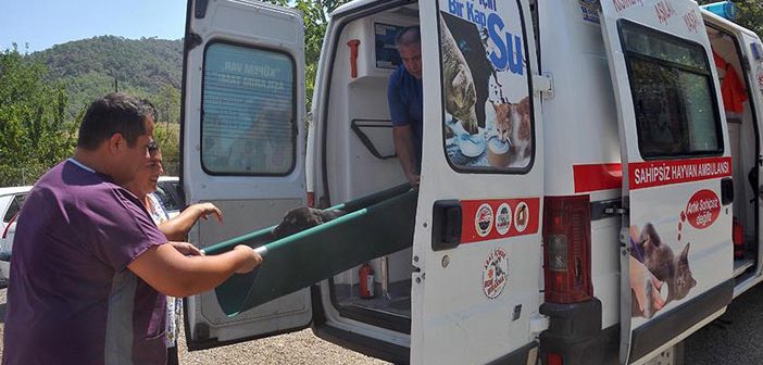 Sokak Hayvanları İçin Ambulans Hizmeti