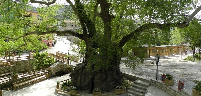 3 Bin Yıllık Musa Ağacı'na Büyük İlgi