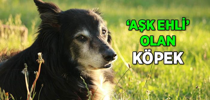 Ashâb-ı Kehf'in Aşk Ehlini Arayan Köpeği