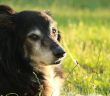 Ashâb-ı Kehf'in Aşk Ehlini Arayan Köpeği