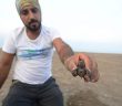 Caretta Carettalara Gönüllü Bakıyor