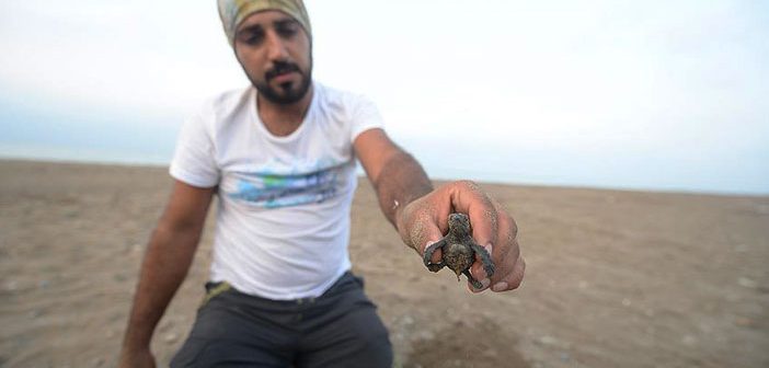 Caretta Carettalara Gönüllü Bakıyor