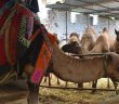 Kurbanlık Deve Fiyatları Belli Oldu