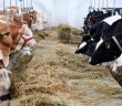 2016 İstanbul'da Kurban Satış ve Kesim Yerleri