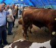 İstanbul'da Kurbanlıklar Görücüye Çıktı