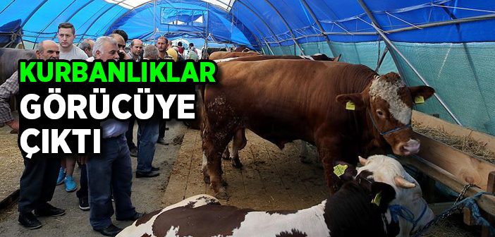 İstanbul'da Kurbanlıklar Görücüye Çıktı