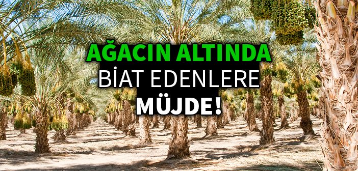 Ümmü Mübeşşir (ra) Kimdir?