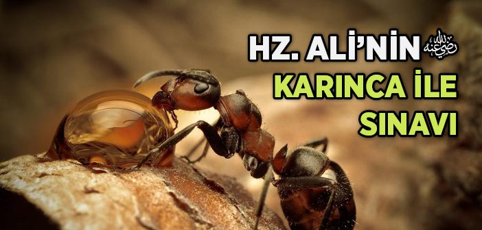 Hz. Ali (r.a.) İle Karıncanın İbretlik Kıssası