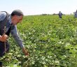 40 Derece Sıcakta Ekmek Parası Kazanıyorlar